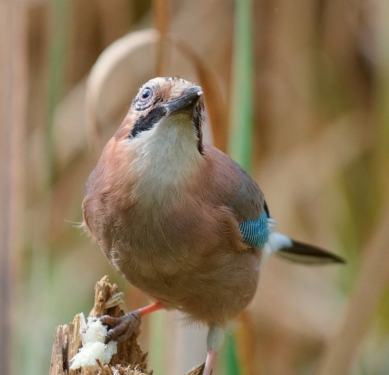 Спасибо тебе, птичий бог, за хлеб наш насущный...photo preview