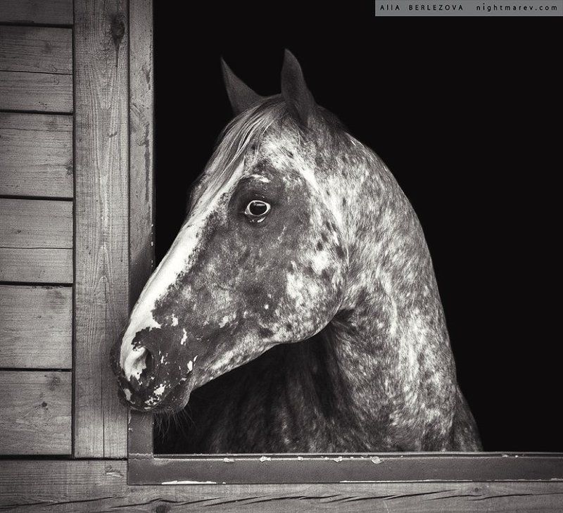 window, spot, Horse, Лошадь, конюшня, пятно, окно UT Spurs For Olenaphoto preview