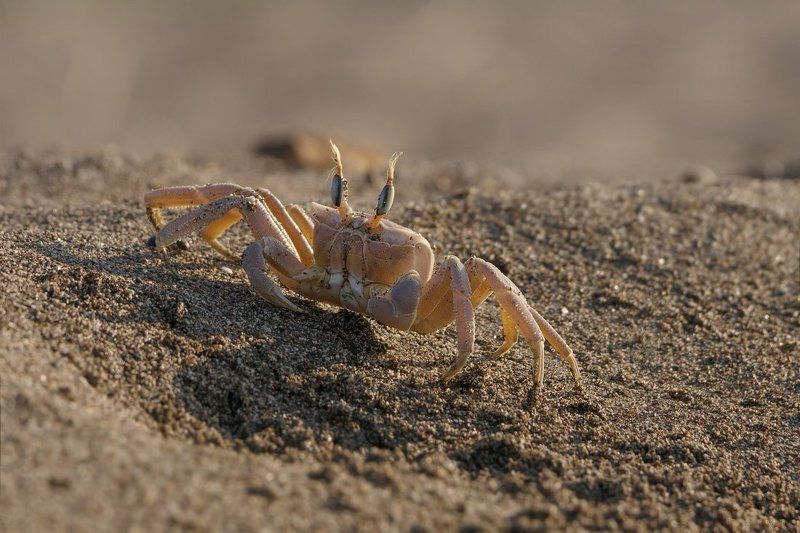Разборки у норкиphoto preview