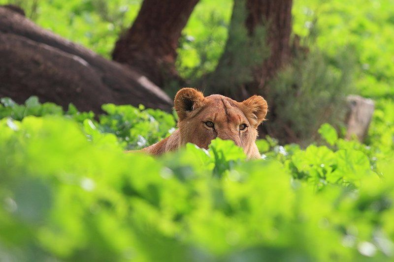 animals, lion, ambush, 7d, 400mm, животные, лев В засадеphoto preview