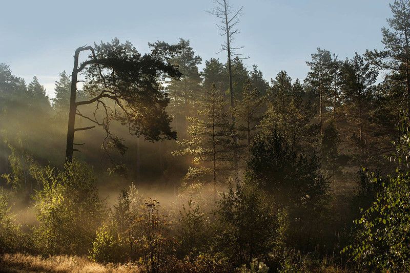 Осеннее утроphoto preview