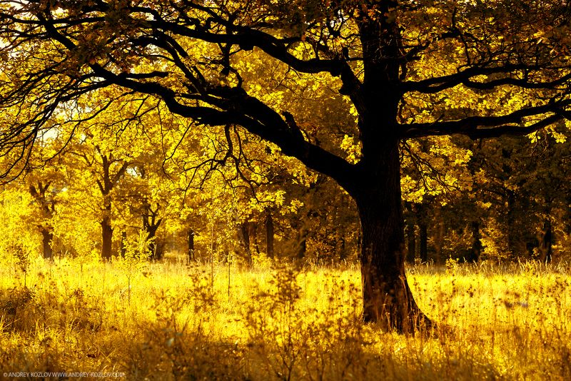 Fall, Foliage, Forest, Landscape, Nature, Oaks, Tree, Yellow Autumnphoto preview