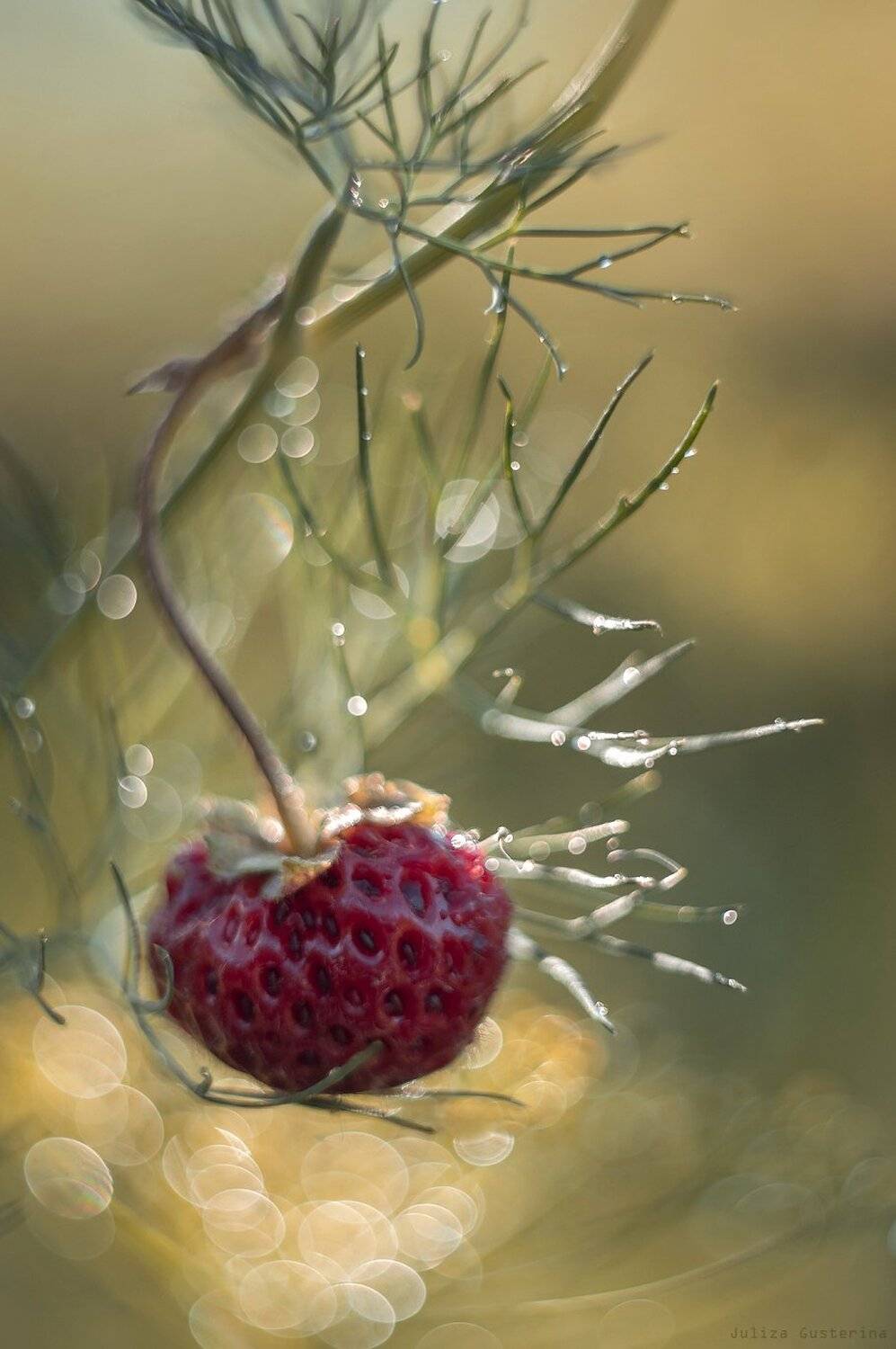 , Юлия Густерина