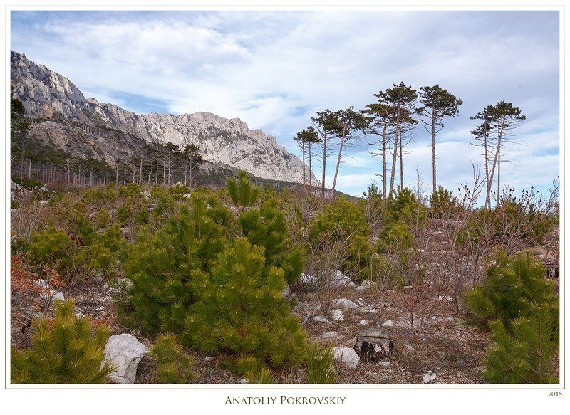 анатолий покровский, весна, горы, камни, крым, облака, сосны Меж близким малым и огромным далёким фото превью