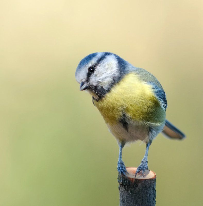 лазоревка Скромняга...photo preview