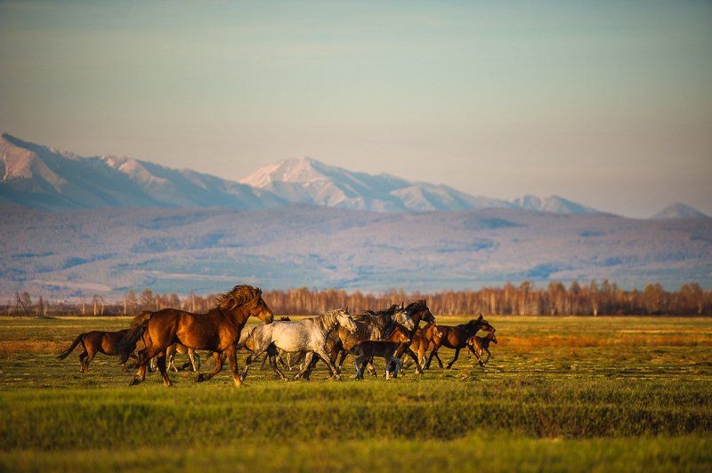 лошади, животные, горы, поле, снег, лето, весна, осень, пейзаж, долина, саяны Табун лошадейphoto preview