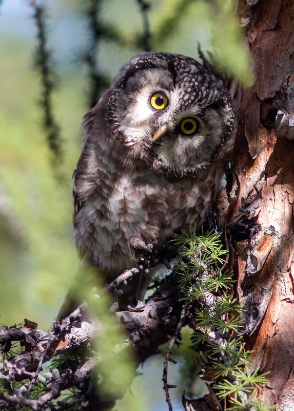 Мохноногий сычphoto preview