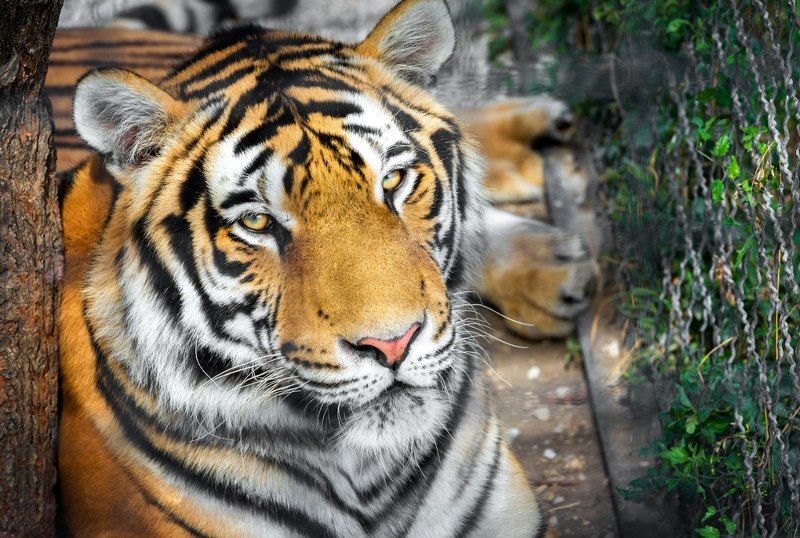 Animals, Color, Life, Light, Nature, Nikon, Tiger, Wildlife Tigerphoto preview