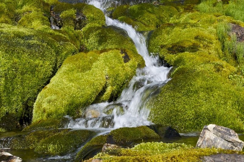 Изумрудные ковры Командорphoto preview