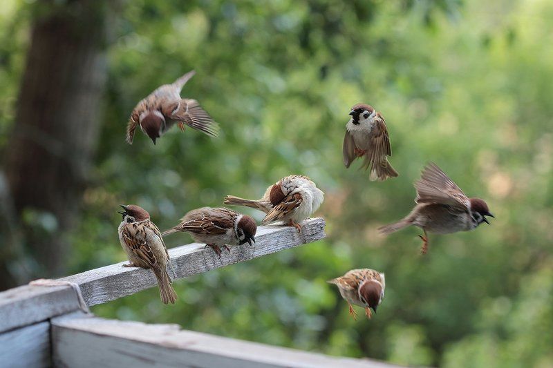 Балконная суетаphoto preview
