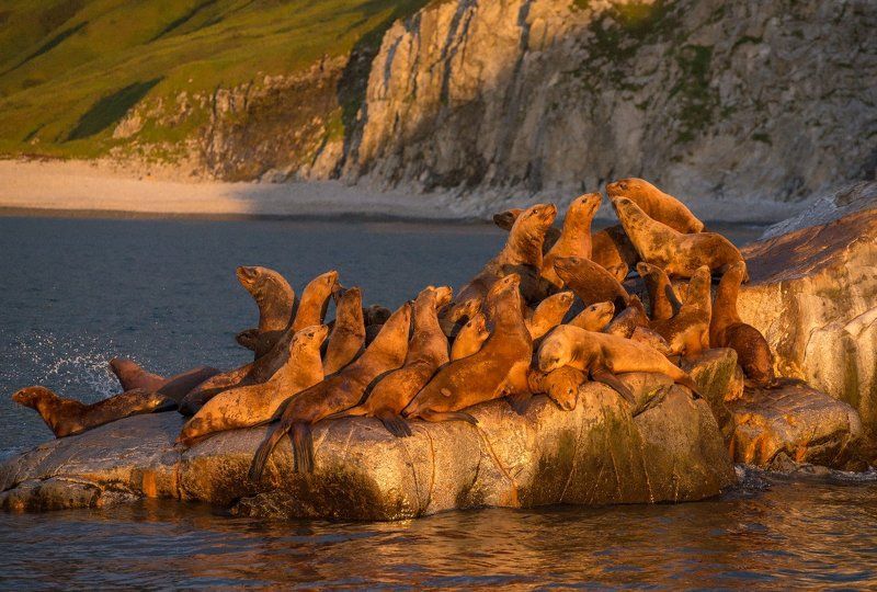 Камчатка, Морские львы, Тихий океан Морские львы.photo preview