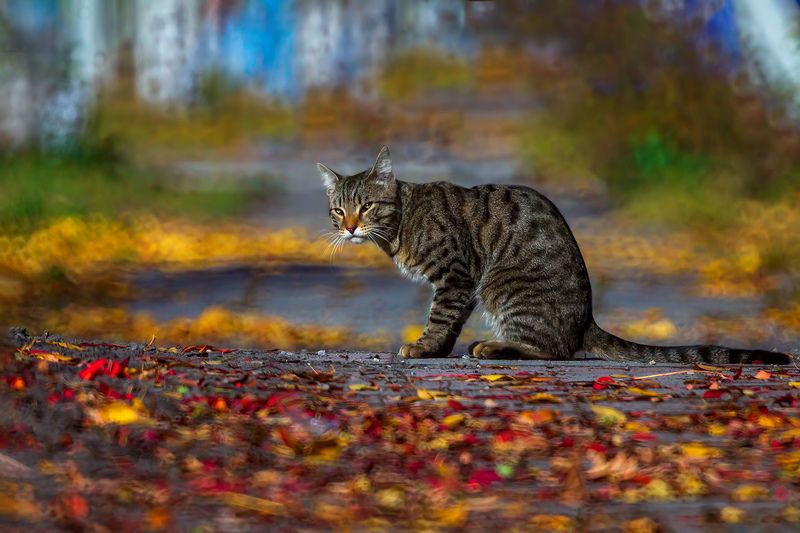 осень, кот Стой, где очерчен мелом круг...photo preview
