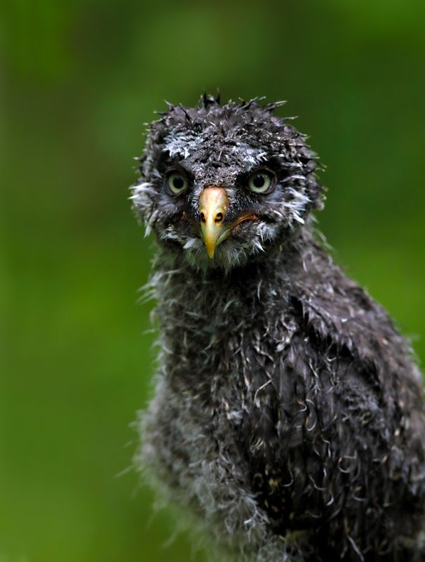 Первый дождь…photo preview