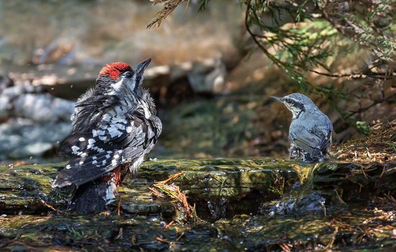 птицы, дятел, поползень, ручей, жара, лес, маленькие радости в жаркий день..photo preview