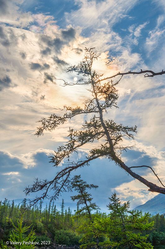 лиственница, жажда жизни, река курейка, яктали, плато путораны, владимир коваль, база Жажда жизниphoto preview