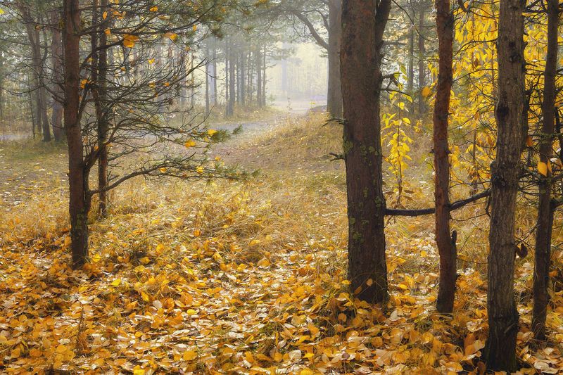 лес, деревья, кусты, трава, осень, листья, опавшие, туман Недолог осени нарядphoto preview