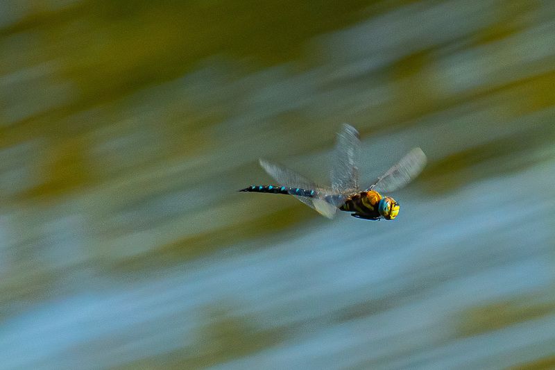 стрекоза, дозорщик стрекоза, дозорщик - император, фото превью
