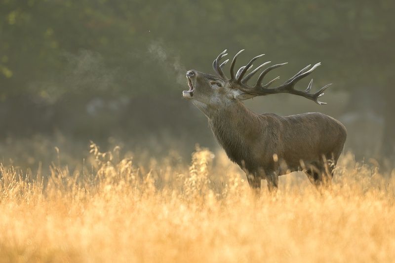 wildlife, nature, deer, king, In The Golden Hourphoto preview
