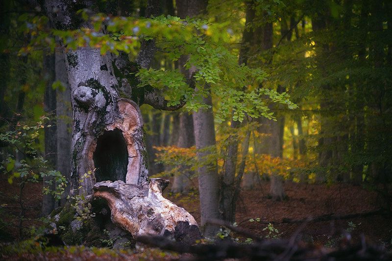 лес, дерево, деревья, буки, крым, леса крыма, лес крыма Дух леса: страхphoto preview