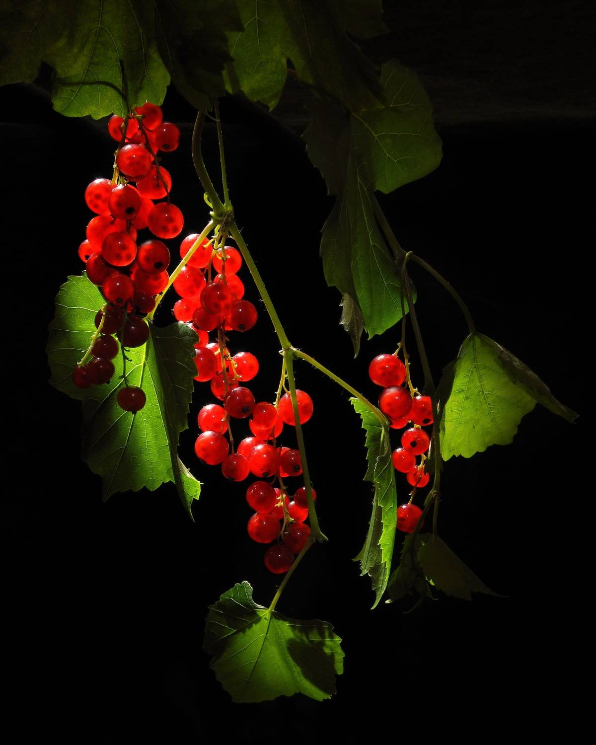 ягоды, смородина, дача, сад, витамины,, Сергей Фунтовой