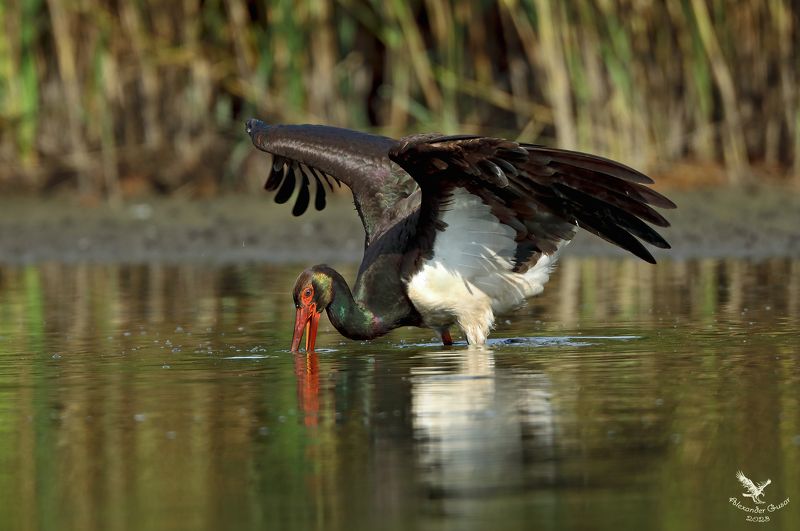 чёрный аист В поисках.photo preview