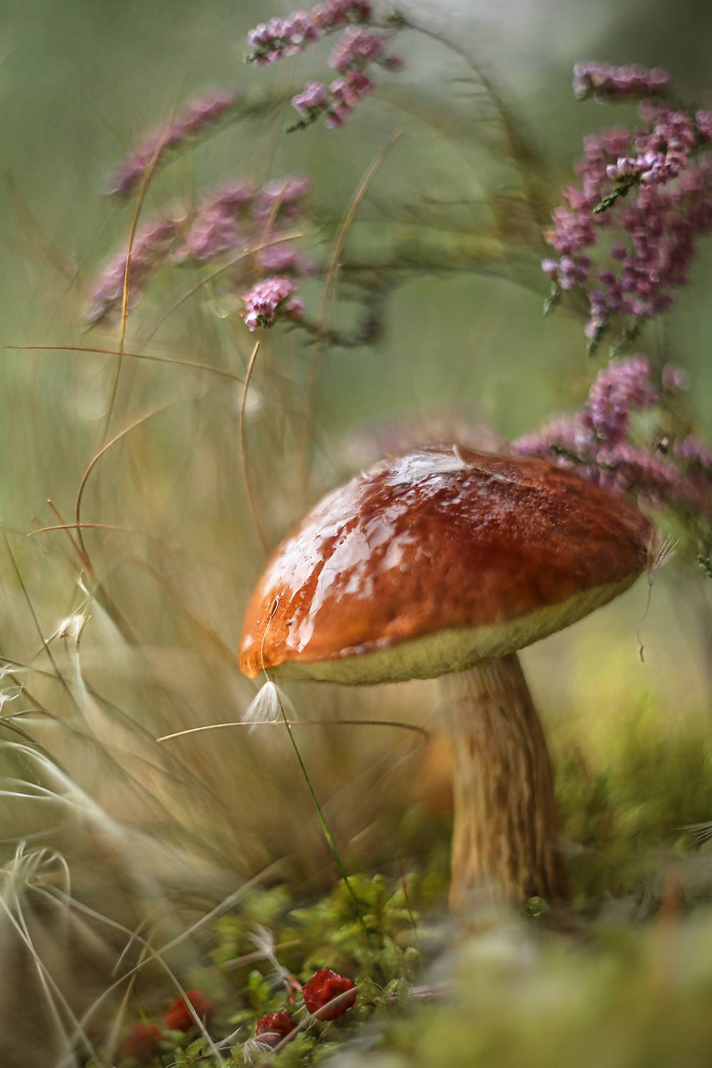 мануальный объектив гелиос 77 м-4 ,гриб, осень, вереск, беларусь,ирина горюкина,лес, краски осени, ГОРЮКИНА ИРИНА