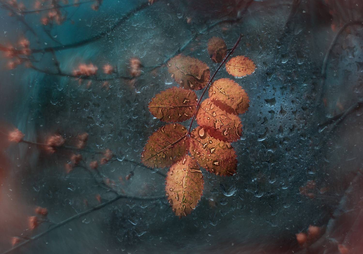 макро, осень, арт, Мария Обидина