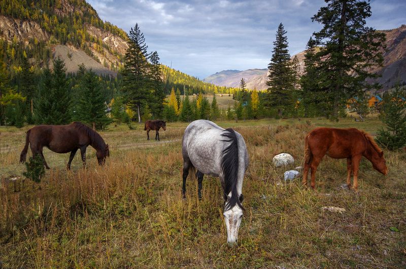 алтай, осень, горы, кони, утро, рассвет Алтайское утроphoto preview
