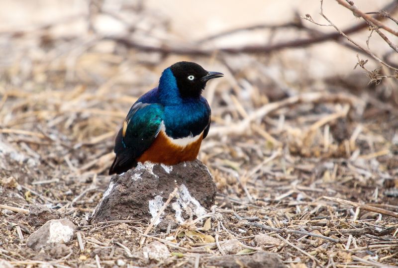 Скворец африканский Кения сафари Скворец фото превью