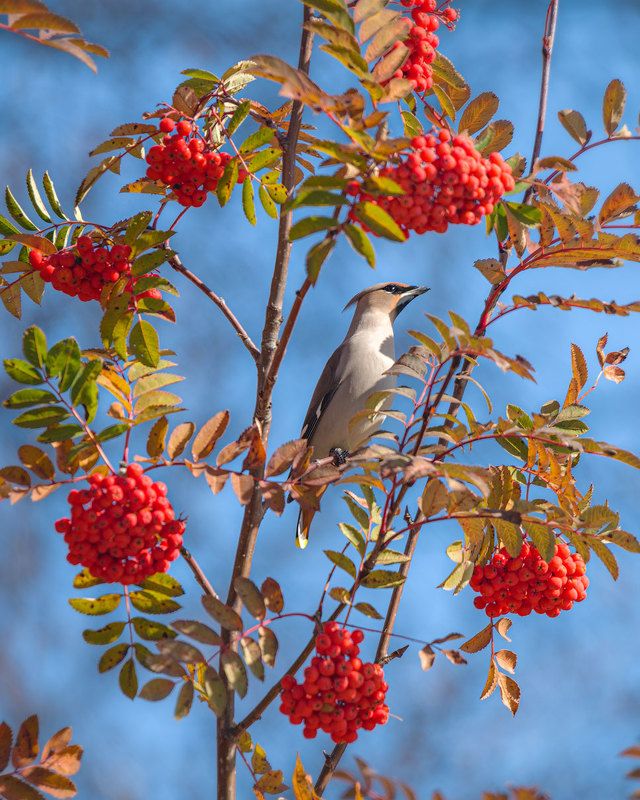 Прилетели свиристелиphoto preview
