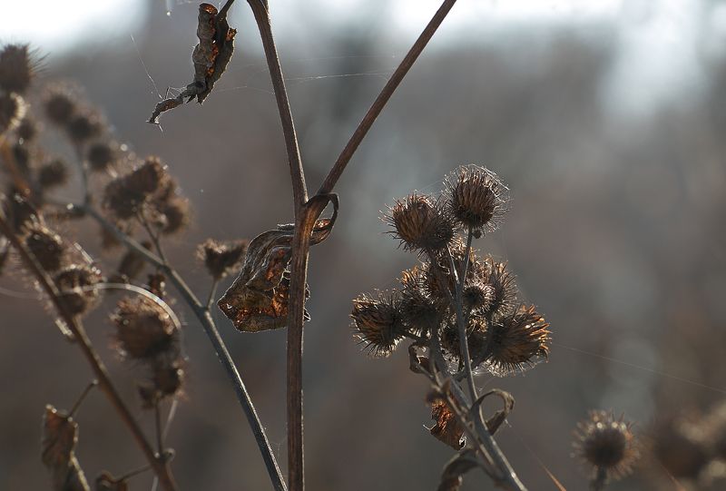 осень Октябрьphoto preview