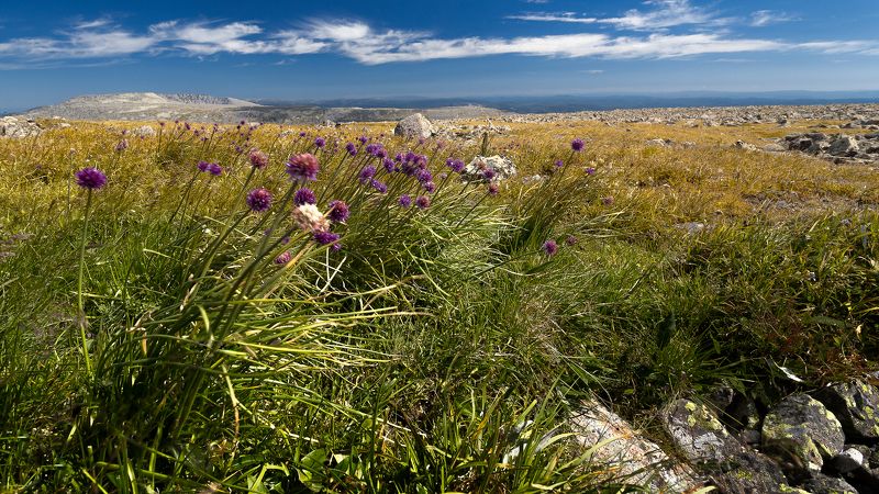 Трава Цветы Высокогорная тундра Альпийские луга Высокогорная тундраphoto preview
