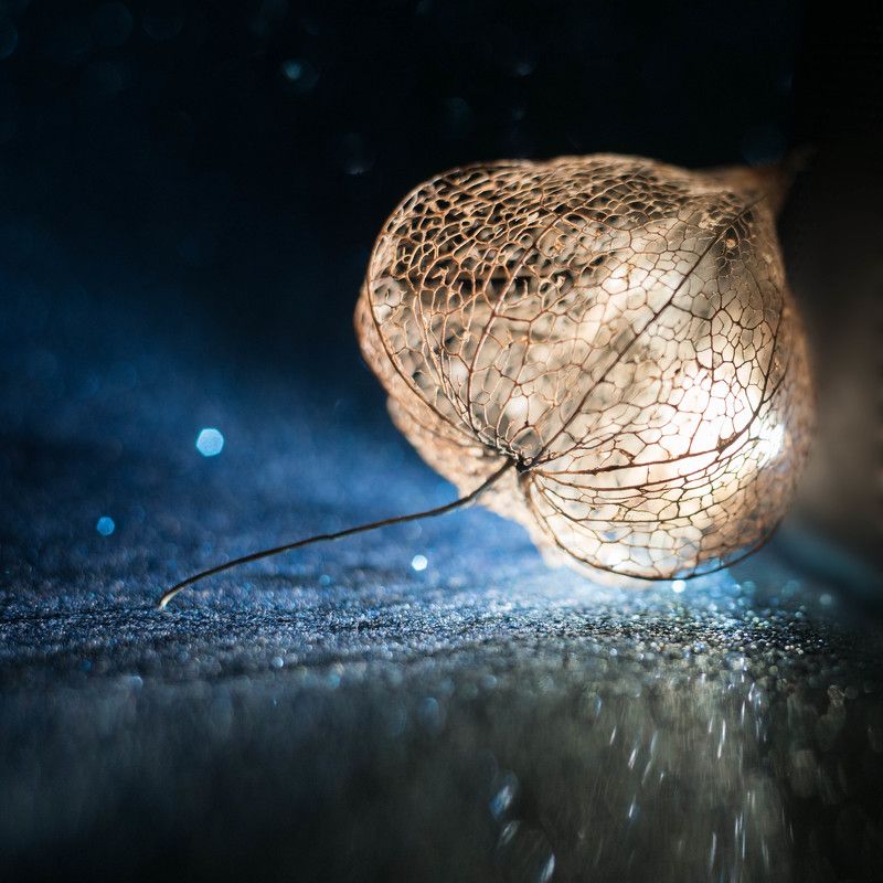 Кружево физалисаphoto preview