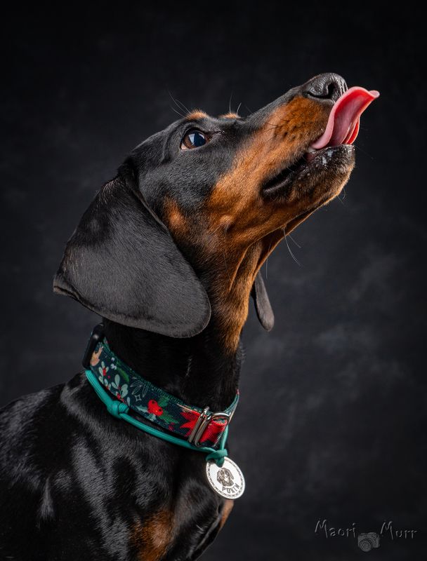 собака, такса, зоо фото, портрет собаки Такса Роксиphoto preview