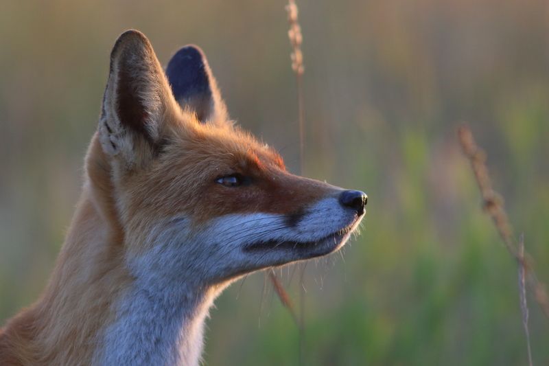 животные, млекопитающие, звери, лисица, дикая природа, природа, анималистика, самарская область Нос по ветруphoto preview