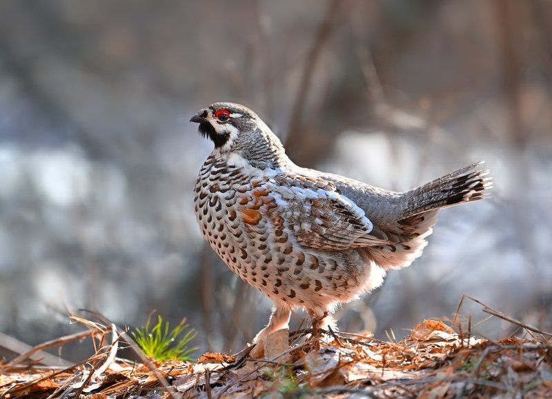 Рябчик позирует фото превью