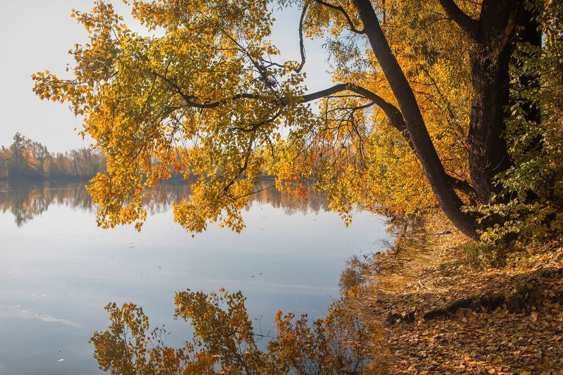 осень, кузбасс, новокузнецк, отражение, листья жёлтые, деревья, природа, пейзаж Тихой осени пора! фото превью