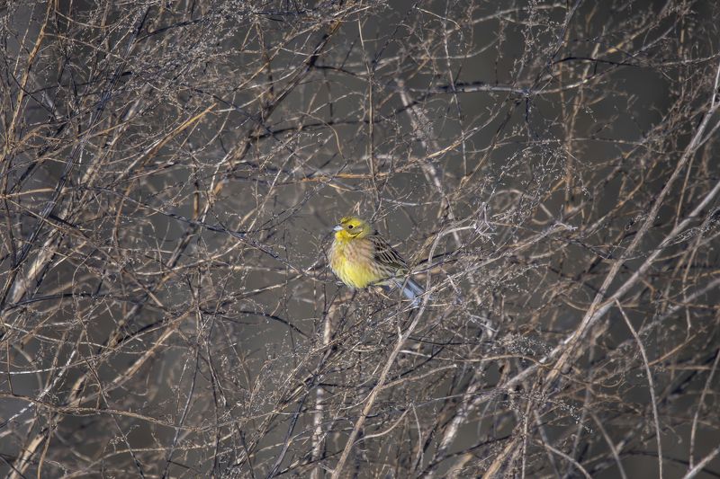 овсянка Овсянка Поллокаphoto preview