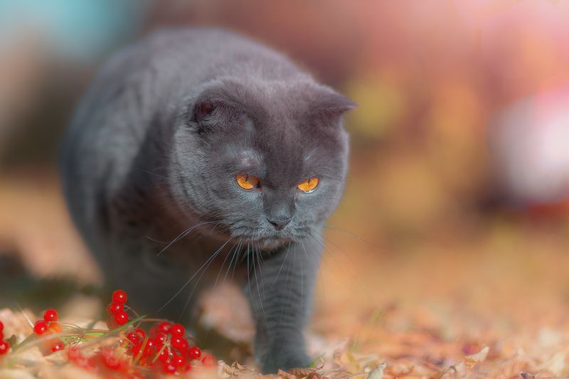 кошки природа животные осень деревня Это Мои Ягодки ... фото превью