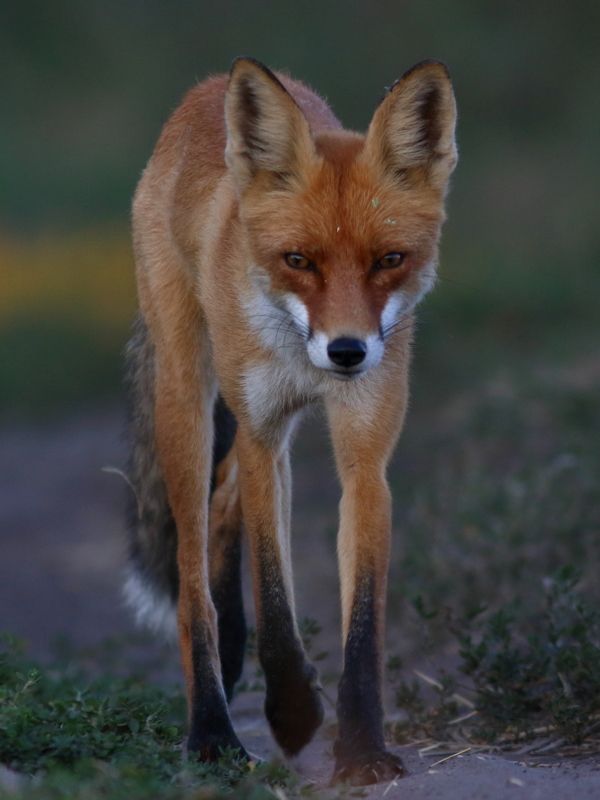 животные, природа, дикая природа, млекопитающие, звери, лиса, лисица, анималистика Познакомимся поближе?..photo preview