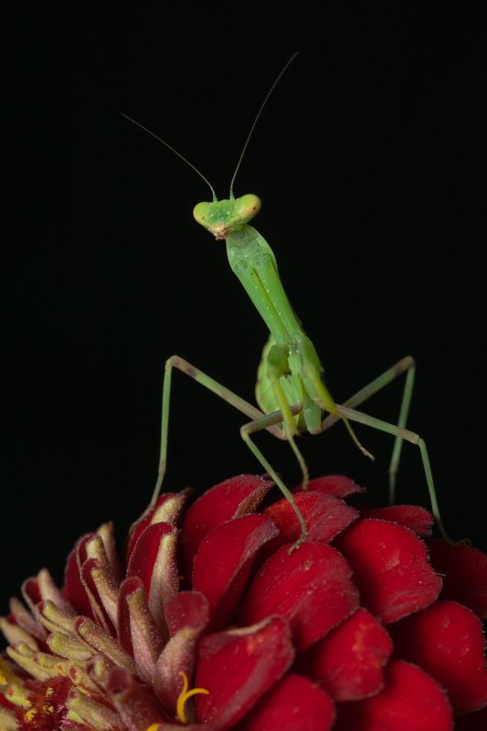 макро,богомол,ставрополь,вега11у Богомол религиозный (лат. Mantis religiosa)photo preview