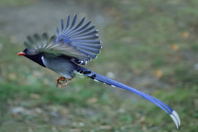 Pirolle à bec rougephoto preview
