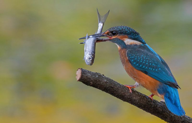 птица, птенцы, зимородок, лето, весна, зима, фотоохота, рыба, рыбалка Поймалphoto preview