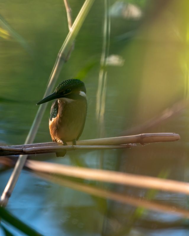 У озера фото превью