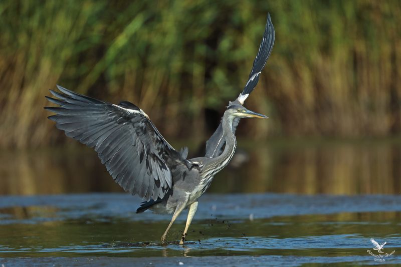 серая цапля. Эх, размахнусь.photo preview