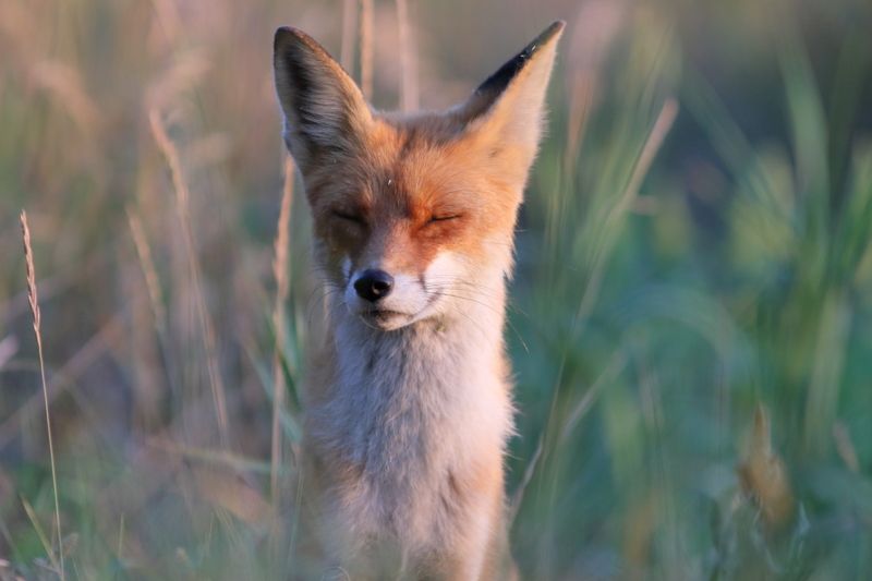 животные, звери, лиса, лисица В траве сидел....photo preview