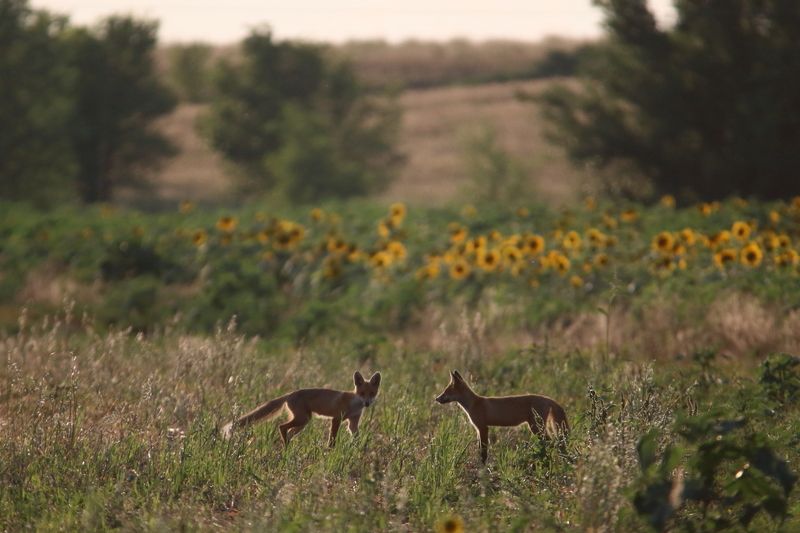 животные, природа, звери, млекопитающие, пейзаж, лисица, лисята, анималистика, самара Дети подсолнуховphoto preview