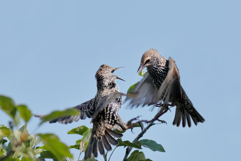 Скорецови лудории-2photo preview