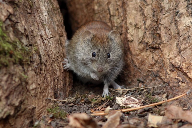 животные, природа, звери, млекопитающие, мыши, полевка, самара Здравствуйте!..photo preview