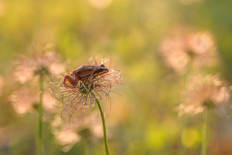 Маленький и ловкий фото превью